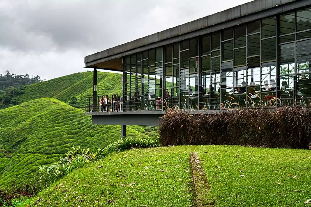 Cameron Highland Teh Boh Plantation